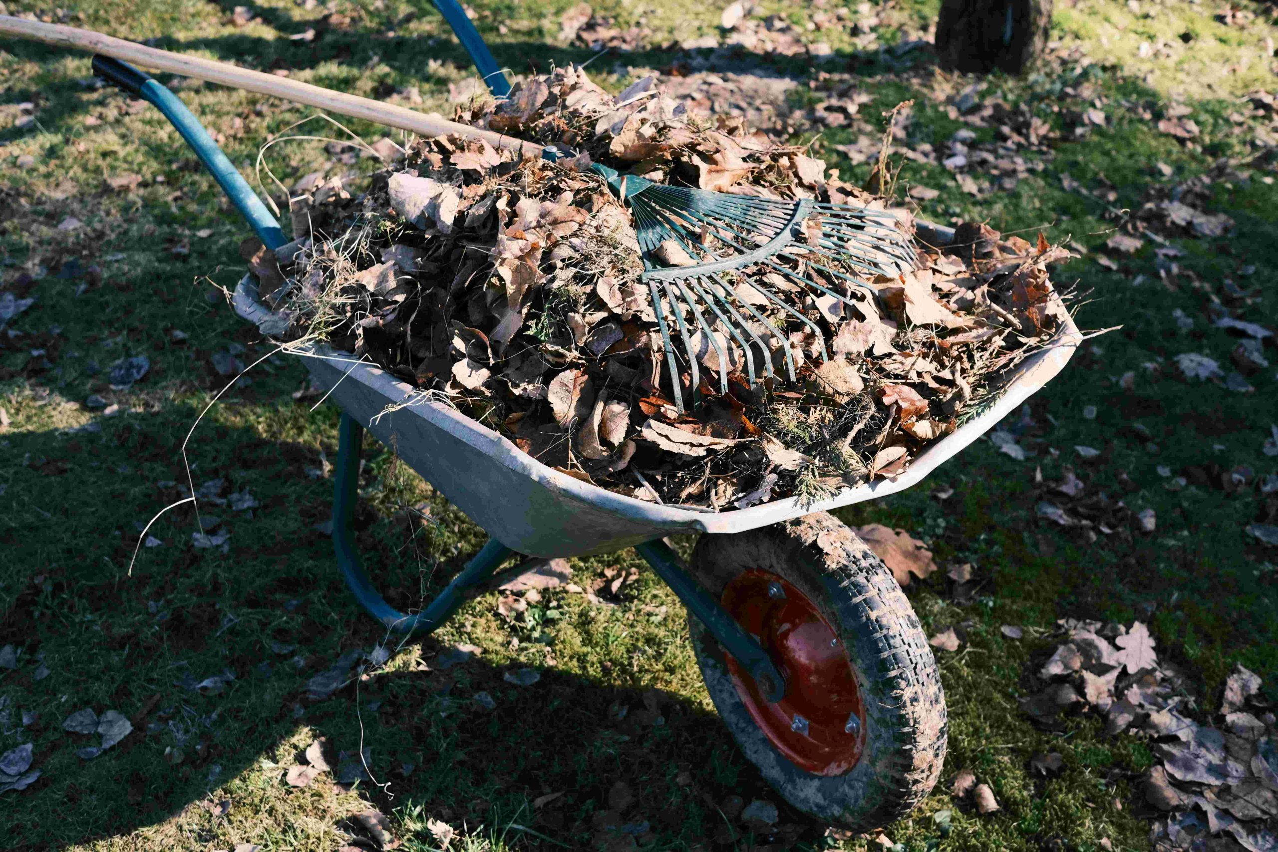 Högkvalitativ Arborist i Österängen