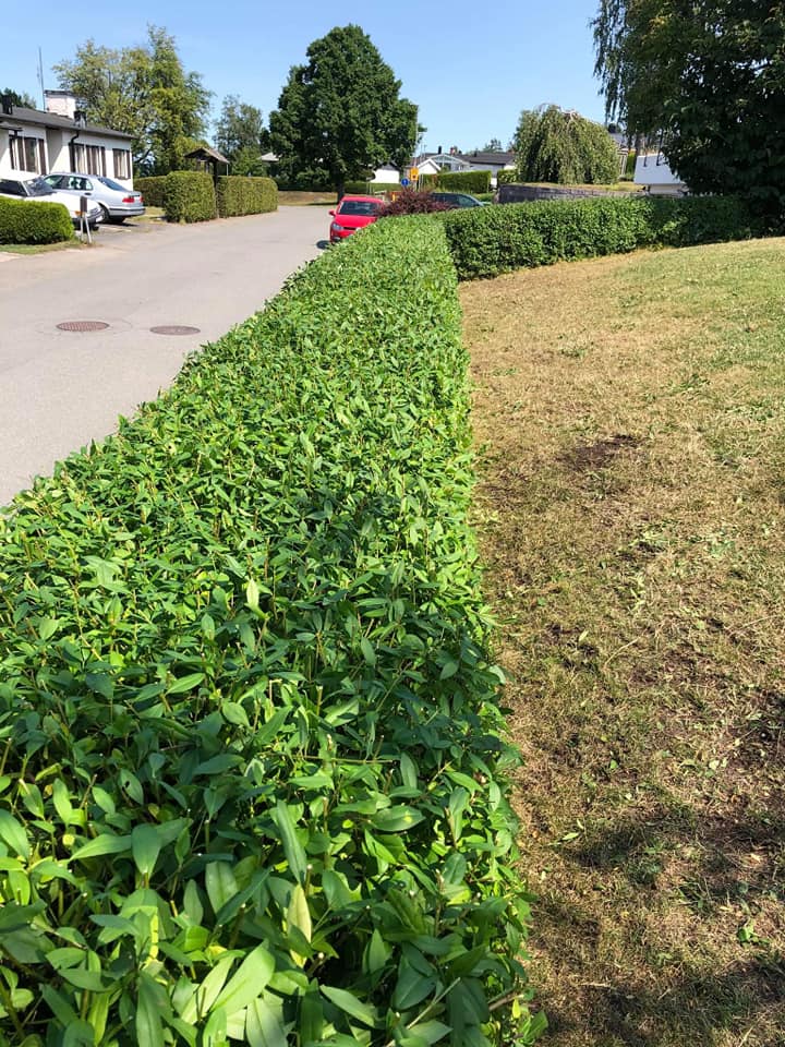 Auktoriserad firma inom Arborist i Österängen